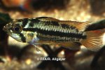 Apistogramma cacatuoides femelle - 